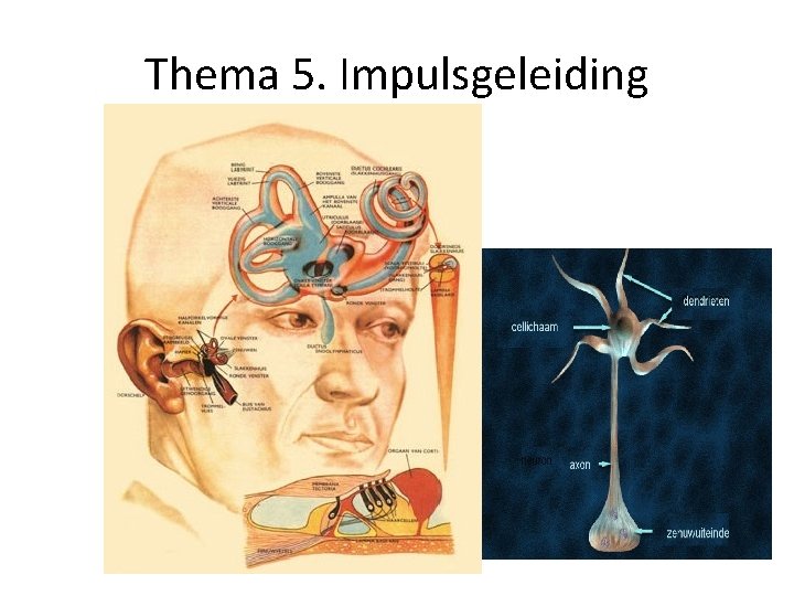 Thema 5. Impulsgeleiding 