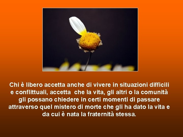 Chi è libero accetta anche di vivere in situazioni difficili e conflittuali, accetta che Chi è libero accetta anche di vivere in situazioni difficili e conflittuali, accetta che