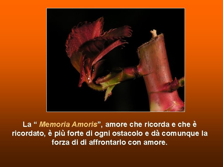 La “ Memoria Amoris”, amore che ricorda e che è ricordato, è più forte La “ Memoria Amoris”, amore che ricorda e che è ricordato, è più forte