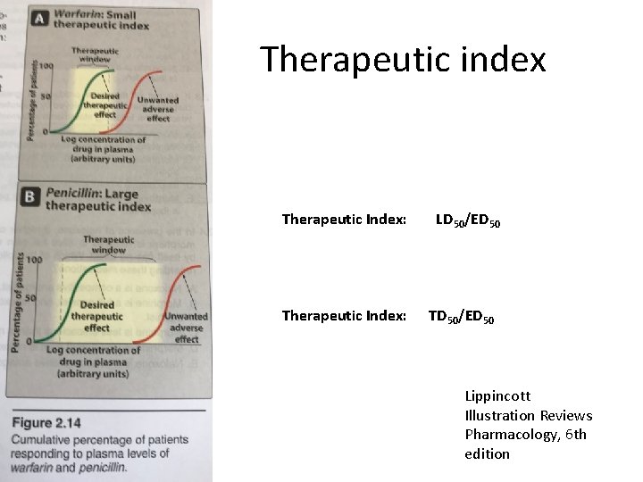 Therapeutic index Therapeutic Index: LD 50/ED 50 Therapeutic Index: TD 50/ED 50 Lippincott Illustration