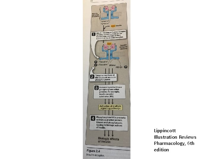 Lippincott Illustration Reviews Pharmacology, 6 th edition 