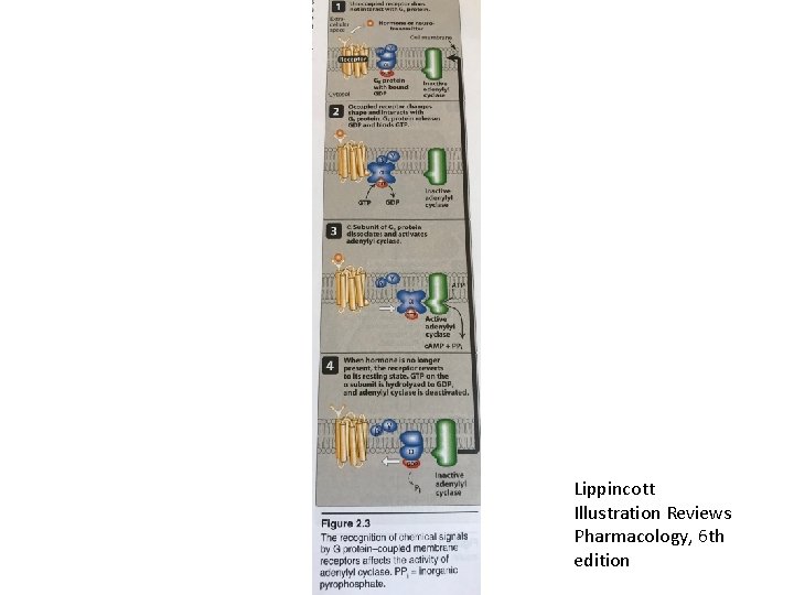 Lippincott Illustration Reviews Pharmacology, 6 th edition 