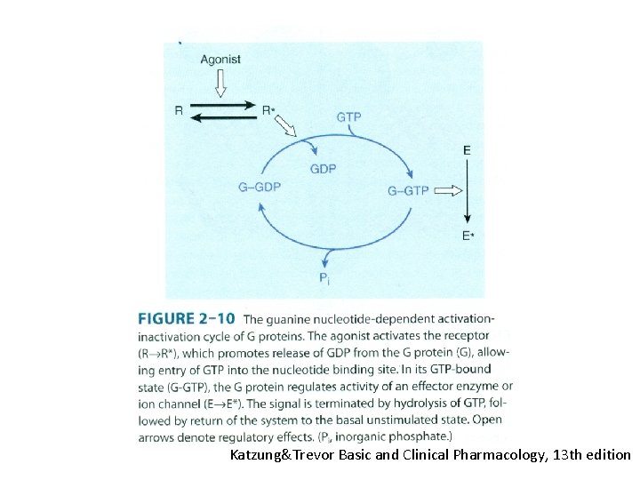 Katzung&Trevor Basic and Clinical Pharmacology, 13 th edition 