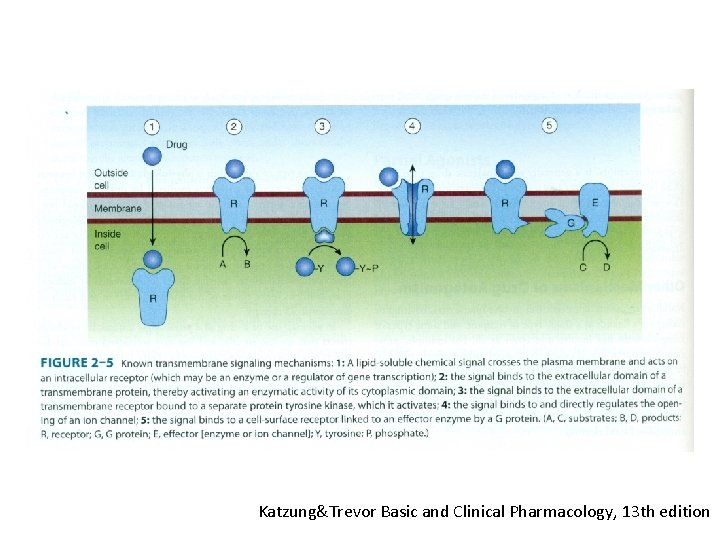 Katzung&Trevor Basic and Clinical Pharmacology, 13 th edition 