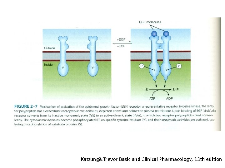 Katzung&Trevor Basic and Clinical Pharmacology, 13 th edition 