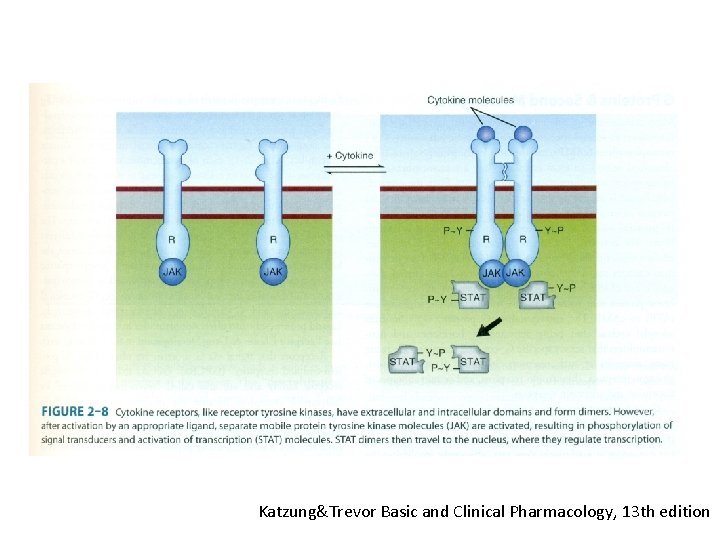 Katzung&Trevor Basic and Clinical Pharmacology, 13 th edition 