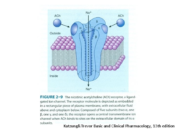 Katzung&Trevor Basic and Clinical Pharmacology, 13 th edition 