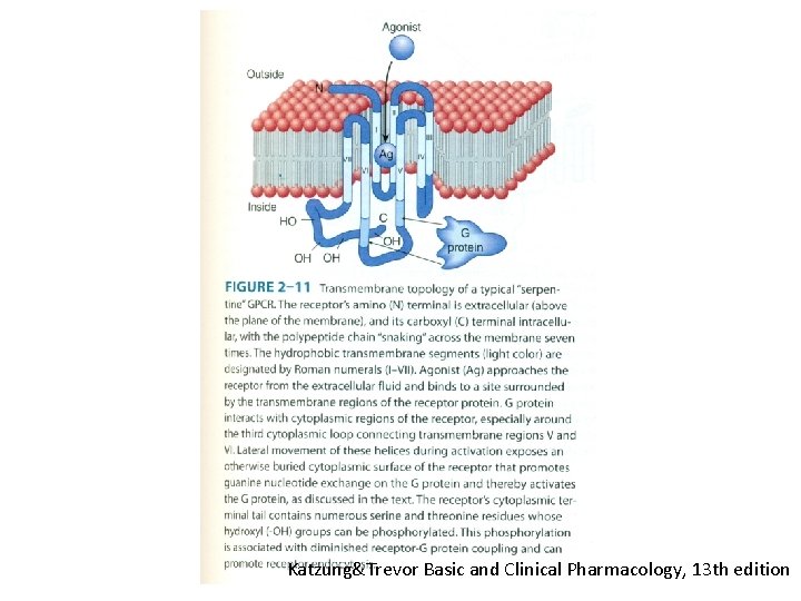 Katzung&Trevor Basic and Clinical Pharmacology, 13 th edition 