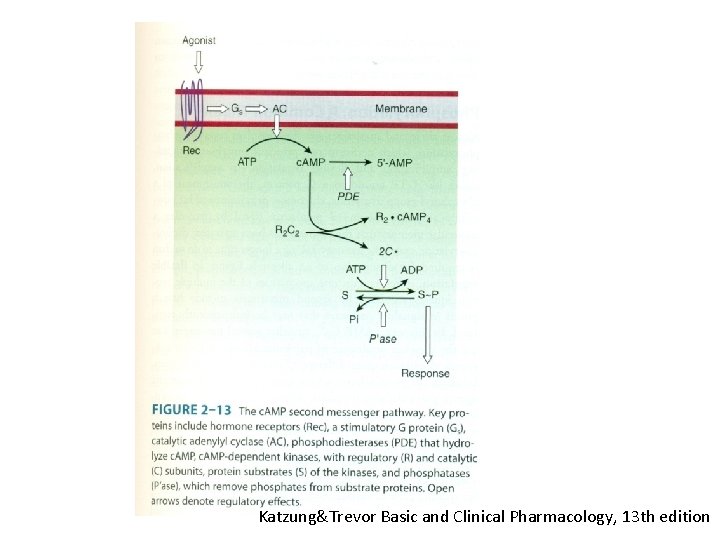 Katzung&Trevor Basic and Clinical Pharmacology, 13 th edition 