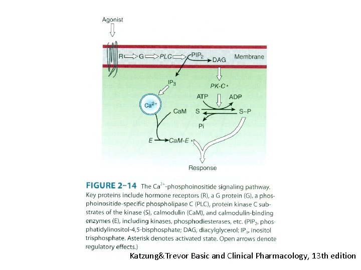 Katzung&Trevor Basic and Clinical Pharmacology, 13 th edition 