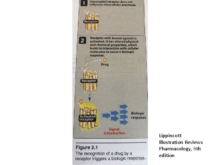 Lippincott Illustration Reviews Pharmacology, 6 th edition 
