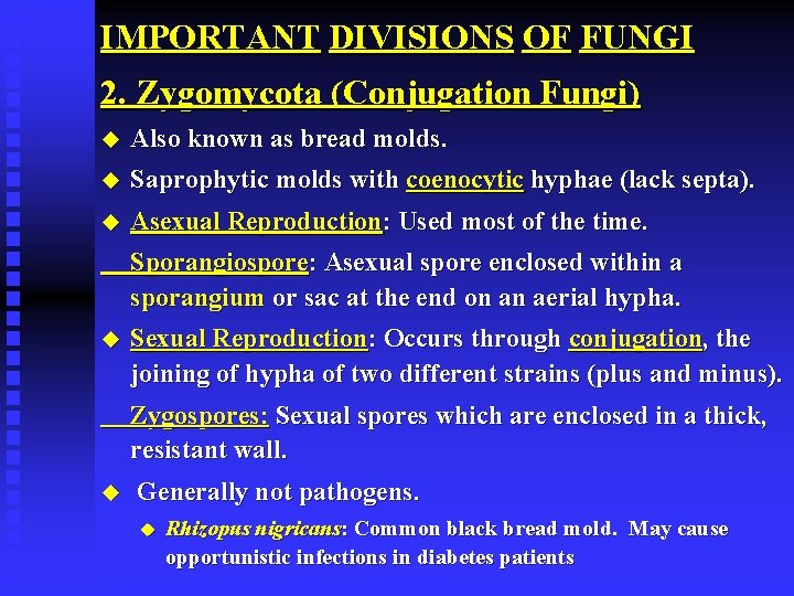 IMPORTANT DIVISIONS OF FUNGI 2. Zygomycota (Conjugation Fungi) u Also known as bread molds.