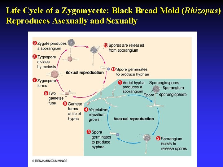 Life Cycle of a Zygomycete: Black Bread Mold (Rhizopus) Reproduces Asexually and Sexually 