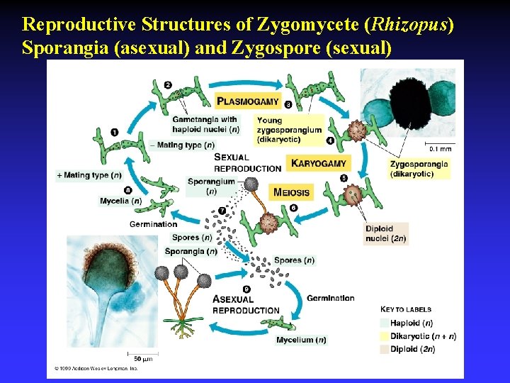 Reproductive Structures of Zygomycete (Rhizopus) Sporangia (asexual) and Zygospore (sexual) 