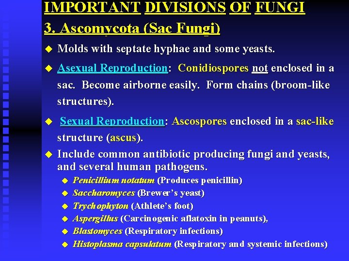 IMPORTANT DIVISIONS OF FUNGI 3. Ascomycota (Sac Fungi) u Molds with septate hyphae and