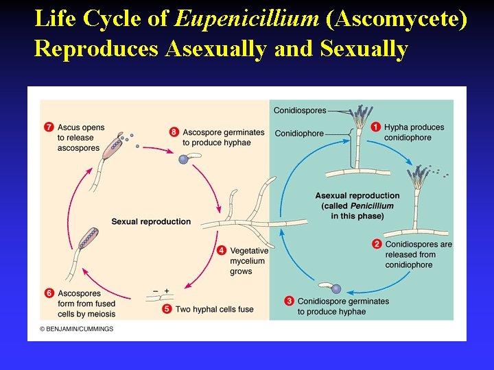 Life Cycle of Eupenicillium (Ascomycete) Reproduces Asexually and Sexually 