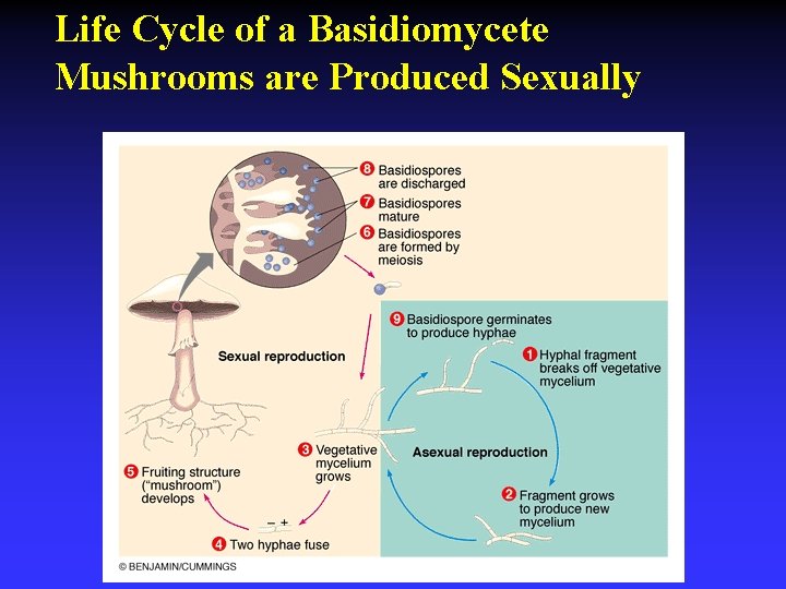 Life Cycle of a Basidiomycete Mushrooms are Produced Sexually 