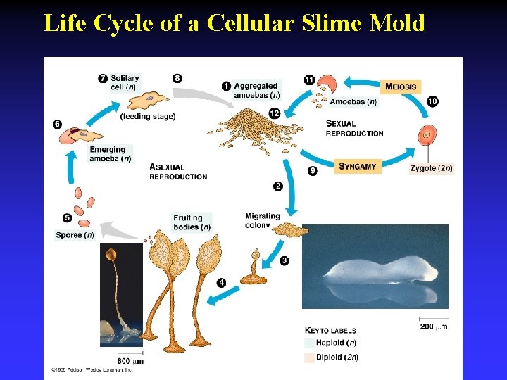 Life Cycle of a Cellular Slime Mold 
