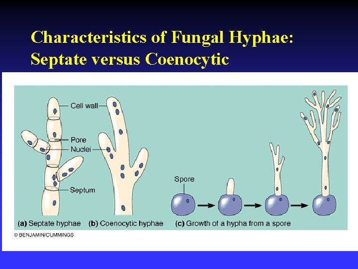 Characteristics of Fungal Hyphae: Septate versus Coenocytic 