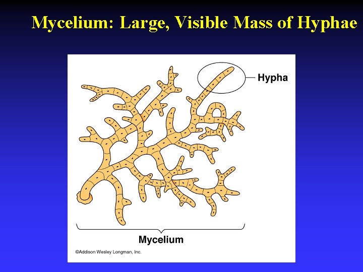 Mycelium: Large, Visible Mass of Hyphae 