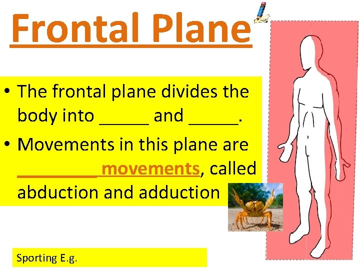 Frontal Plane • The frontal plane divides the body into _____ and _____. •