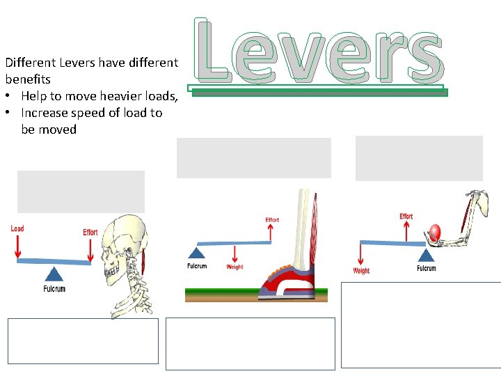 Different Levers have different benefits • Help to move heavier loads, • Increase speed