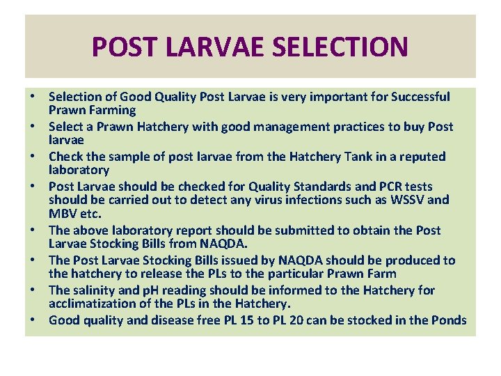 POST LARVAE SELECTION • Selection of Good Quality Post Larvae is very important for