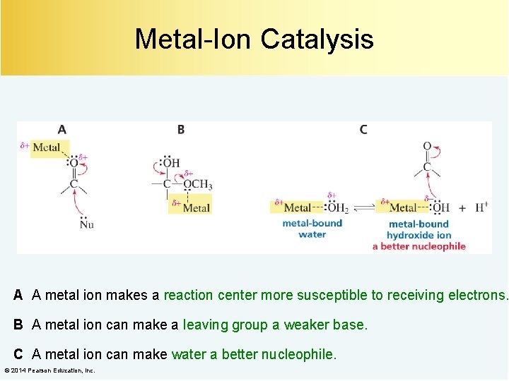 Metal-Ion Catalysis A A metal ion makes a reaction center more susceptible to receiving