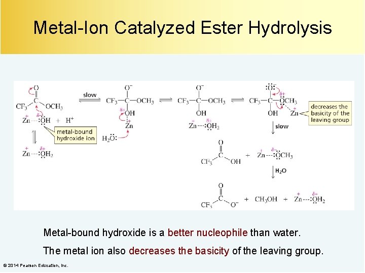 Metal-Ion Catalyzed Ester Hydrolysis Metal-bound hydroxide is a better nucleophile than water. The metal