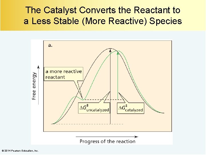 The Catalyst Converts the Reactant to a Less Stable (More Reactive) Species © 2014