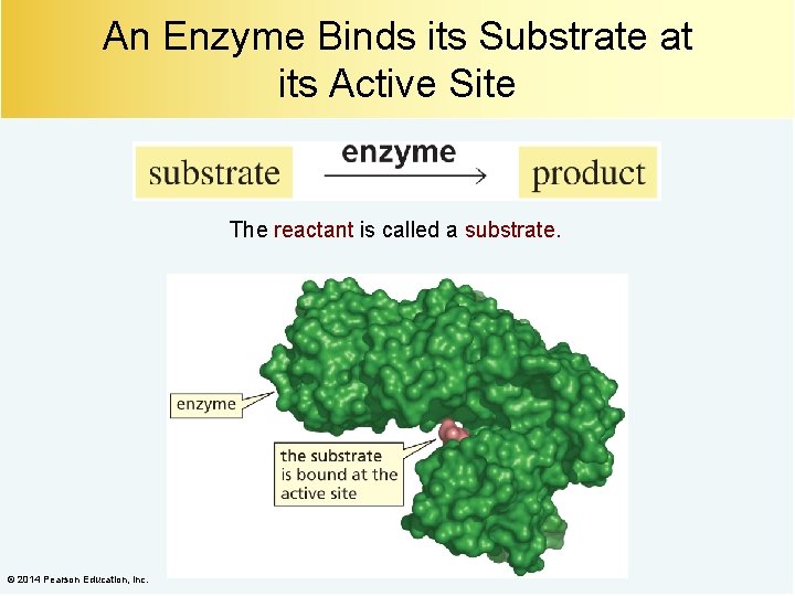 An Enzyme Binds its Substrate at its Active Site The reactant is called a