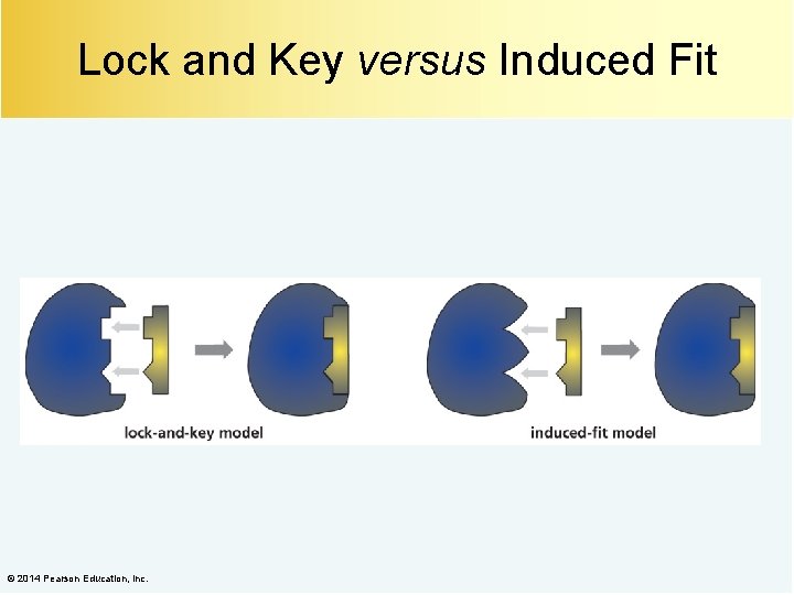 Lock and Key versus Induced Fit © 2014 Pearson Education, Inc. 