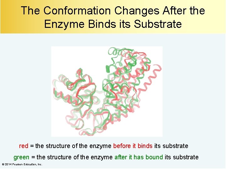 The Conformation Changes After the Enzyme Binds its Substrate red = the structure of