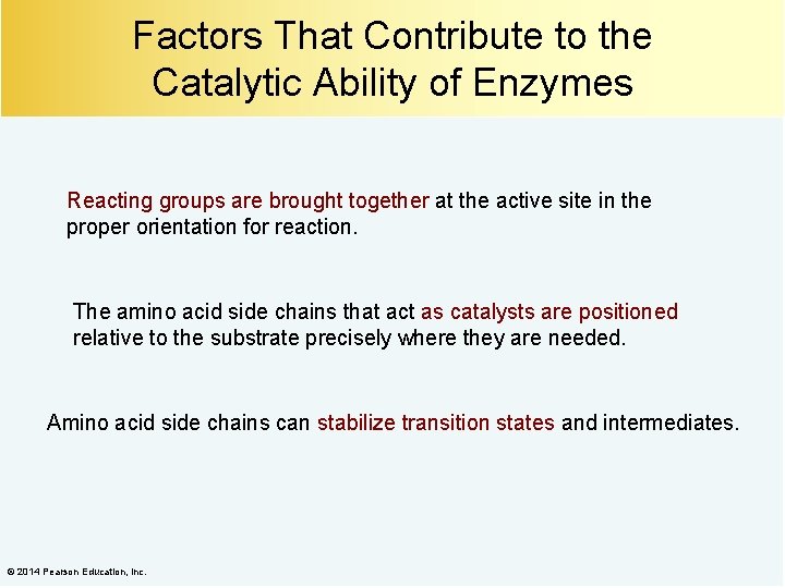 Factors That Contribute to the Catalytic Ability of Enzymes Reacting groups are brought together