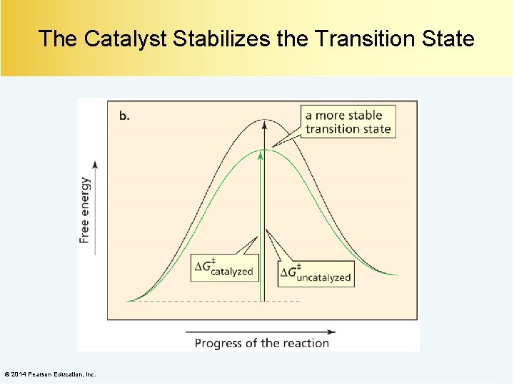 The Catalyst Stabilizes the Transition State © 2014 Pearson Education, Inc. 