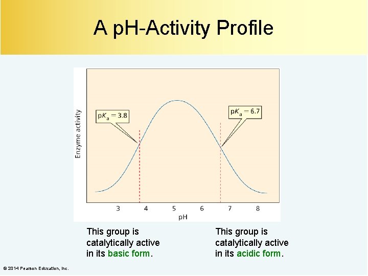 A p. H-Activity Profile This group is catalytically active in its basic form. ©