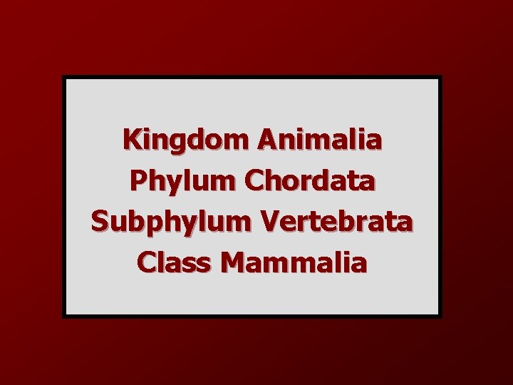 Kingdom Animalia Phylum Chordata Subphylum Vertebrata Class Mammalia 