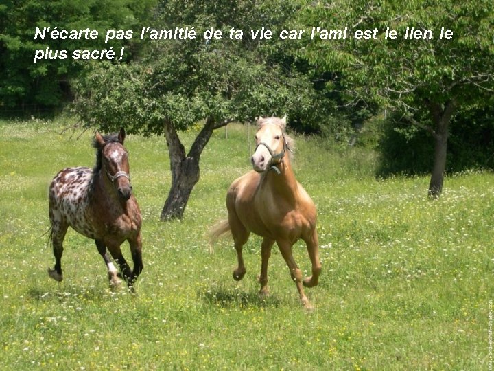 N’écarte pas l’amitié de ta vie car l'ami est le lien le plus sacré