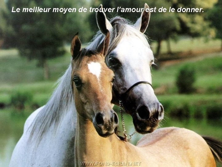 Le meilleur moyen de trouver l’amour est de le donner. 