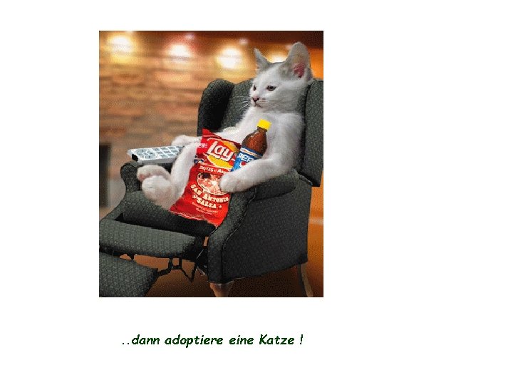 . . dann adoptiere eine Katze ! 