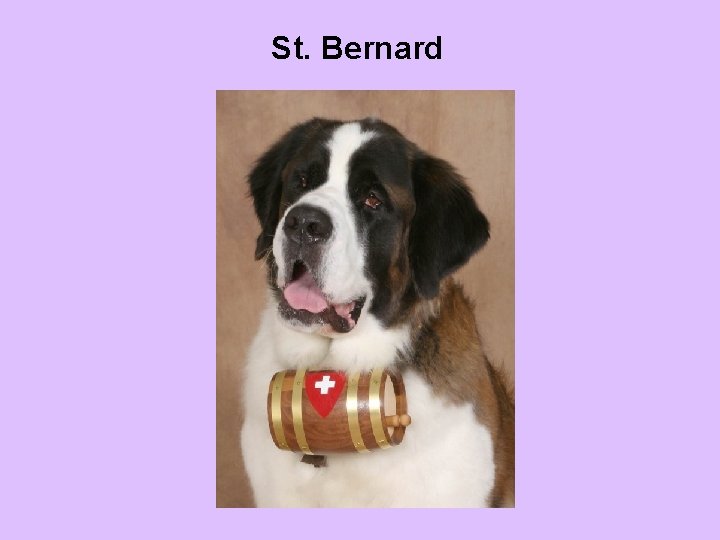 St. Bernard 