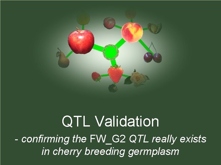 QTL Validation - confirming the FW_G 2 QTL really exists in cherry breeding germplasm