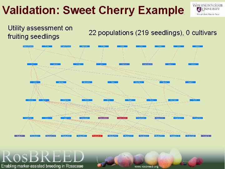 Validation: Sweet Cherry Example Utility assessment on fruiting seedlings 22 populations (219 seedlings), 0