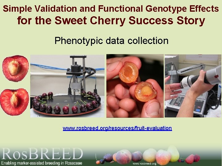 Simple Validation and Functional Genotype Effects for the Sweet Cherry Success Story Phenotypic data