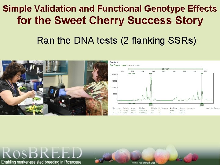 Simple Validation and Functional Genotype Effects for the Sweet Cherry Success Story Ran the