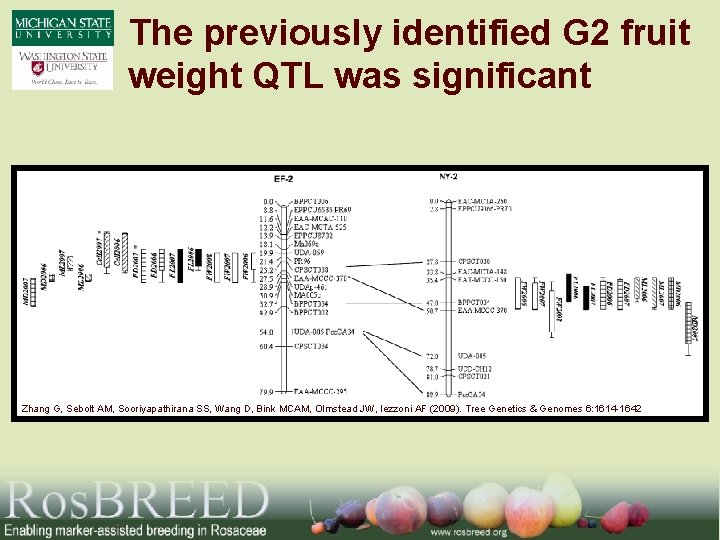 The previously identified G 2 fruit weight QTL was significant Zhang G, Sebolt AM,