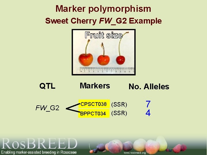 Marker polymorphism Sweet Cherry FW_G 2 Example QTL FW_G 2 Markers No. Alleles CPSCT