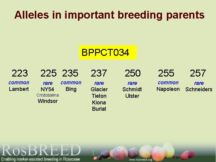 Alleles in important breeding parents BPPCT 034 223 common Lambert 225 235 rare NY
