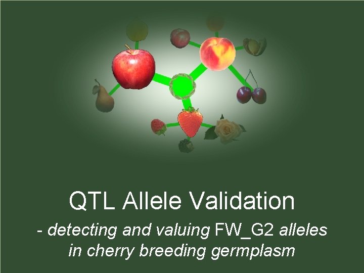 QTL Allele Validation - detecting and valuing FW_G 2 alleles in cherry breeding germplasm