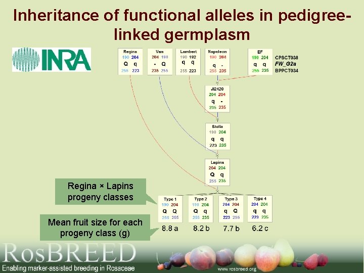 Inheritance of functional alleles in pedigreelinked germplasm Regina × Lapins progeny classes Mean fruit